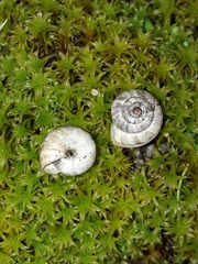 Backeljaia gigaxii