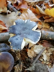 Russula parazurea