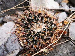 Mammillaria melanocentra melanocentra