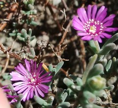 Drosanthemum ambiguum