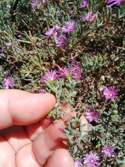 Drosanthemum ambiguum