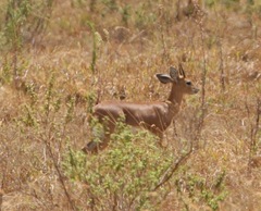 Raphicerus campestris neumanni