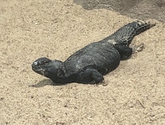 Uromastyx dispar