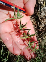 Drosanthemum ambiguum