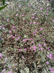 Drosanthemum ambiguum