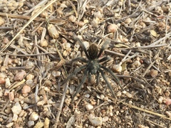 Aphonopelma paloma