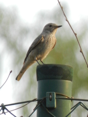 Muscicapa striata