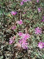 Drosanthemum ambiguum