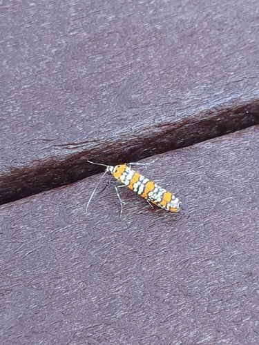 Ailanthus Webworm Moth