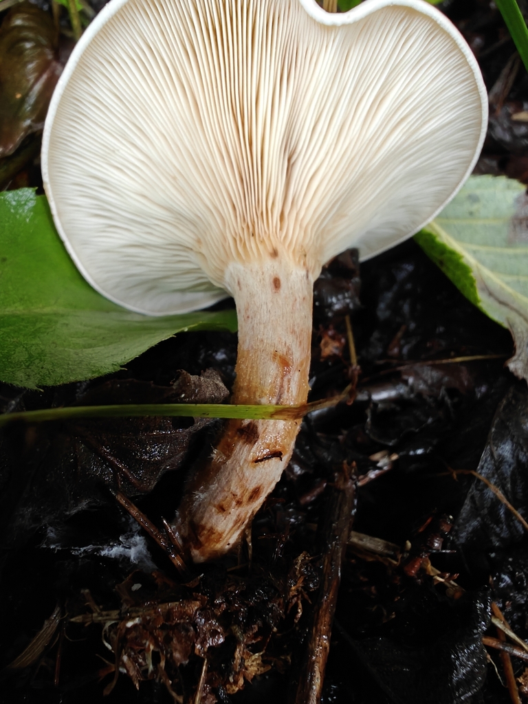 Yellow-stained funnel cap