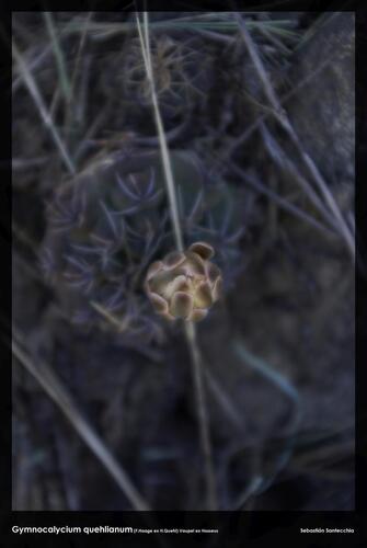 Gymnocalycium quehlianum