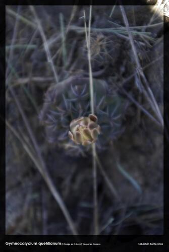 Gymnocalycium quehlianum