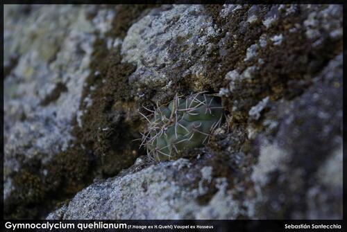 Gymnocalycium quehlianum