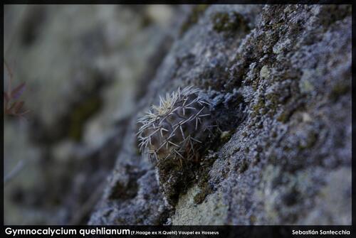 Gymnocalycium quehlianum