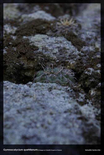 Gymnocalycium quehlianum