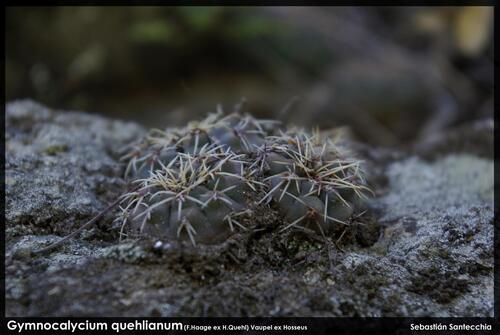 Gymnocalycium quehlianum