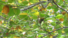 Psaltriparus minimus