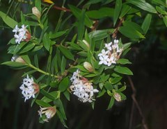 Pimelea longifolia