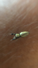Sassacus barbipes