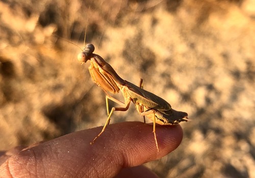 Dot-Winged Mantis