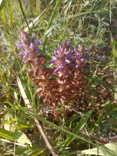 Orobanche coerulescens iNat (1)
