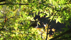 Psaltriparus minimus