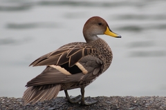 Yellow-Billed Pintail photo 4