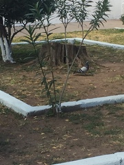 Columba livia