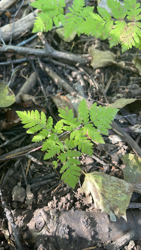northern oak fern