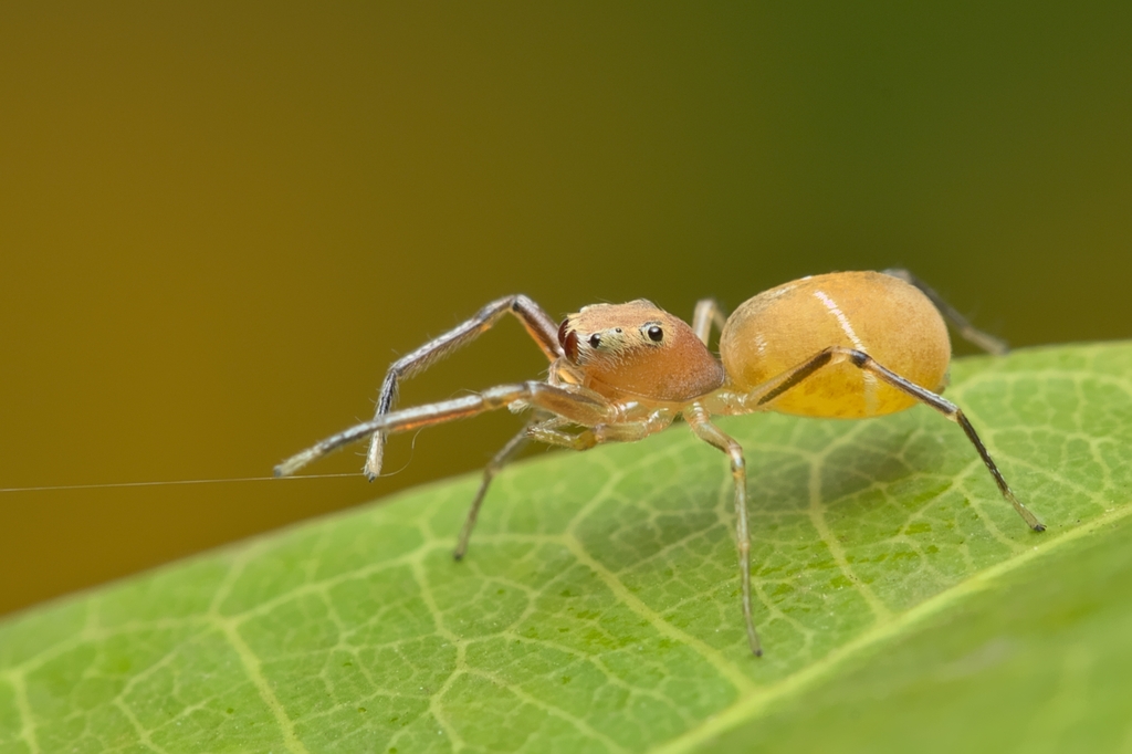 Scopocira carinata