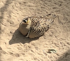 Pterocles quadricinctus