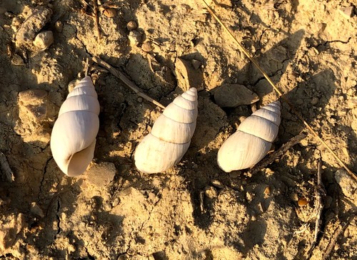 Georginapaeus hohenackeri