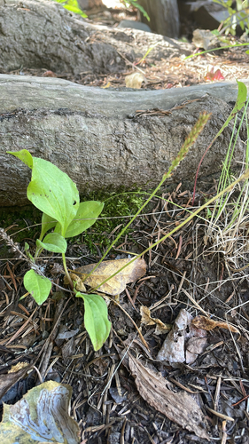 greater plantain
