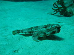 Ogcocephalus cubifrons