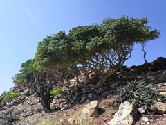 Ficus petiolaris