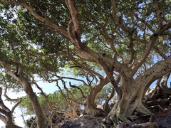 Ficus petiolaris