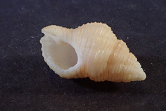 Buccinidae