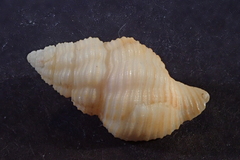 Buccinidae