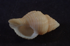 Buccinidae