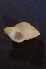 Buccinidae