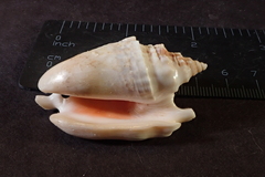 Euprotomus aurisdianae