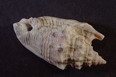 Euprotomus aurisdianae