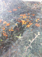 Pyracantha coccinea