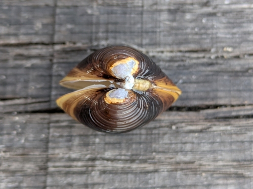 Corbicula fluminea