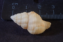 Buccinidae