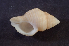 Buccinidae