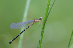 Argia bipunctulata