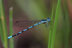 Argia bipunctulata