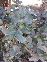 Berberis aquifolium