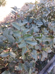 Berberis aquifolium